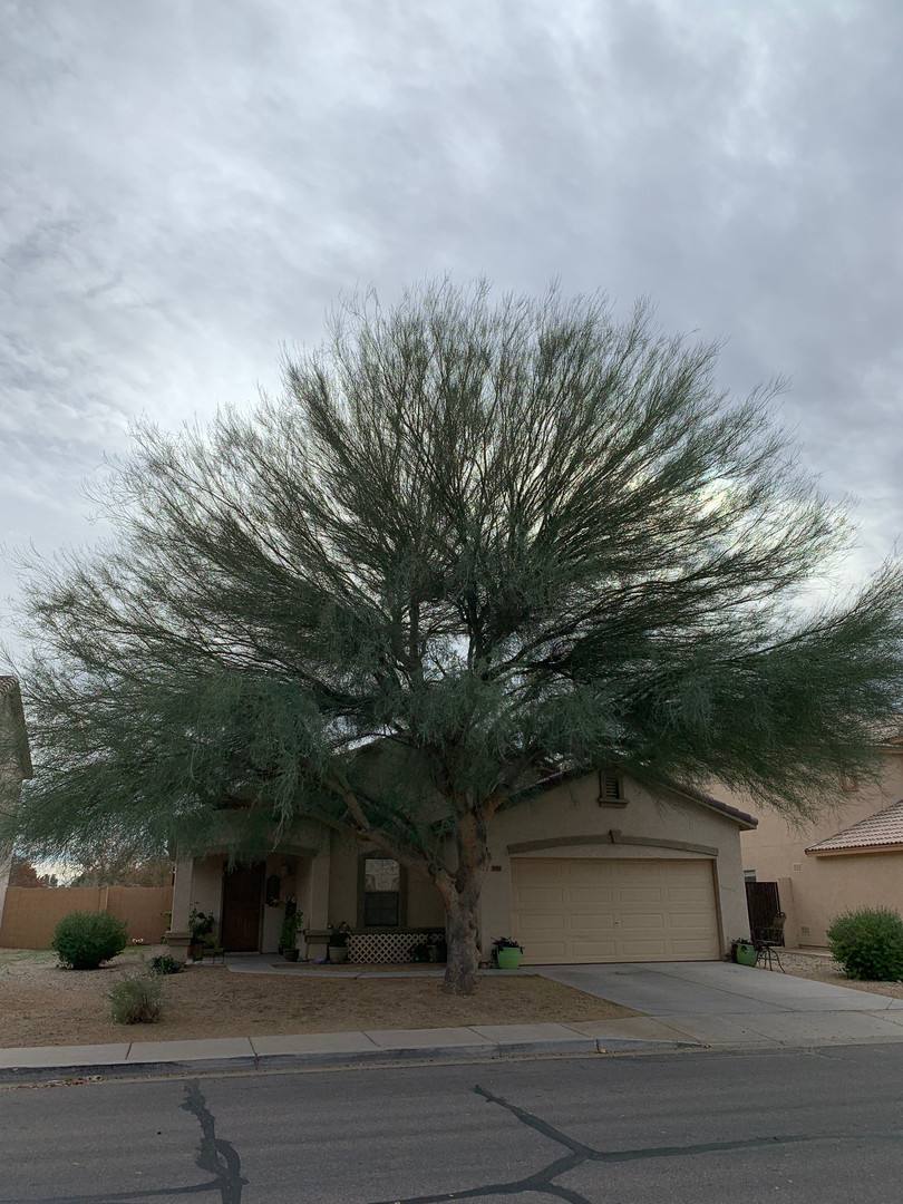 House for rent at 2009 E Lipizzan Dr, San Tan Valley, AZ 85140
