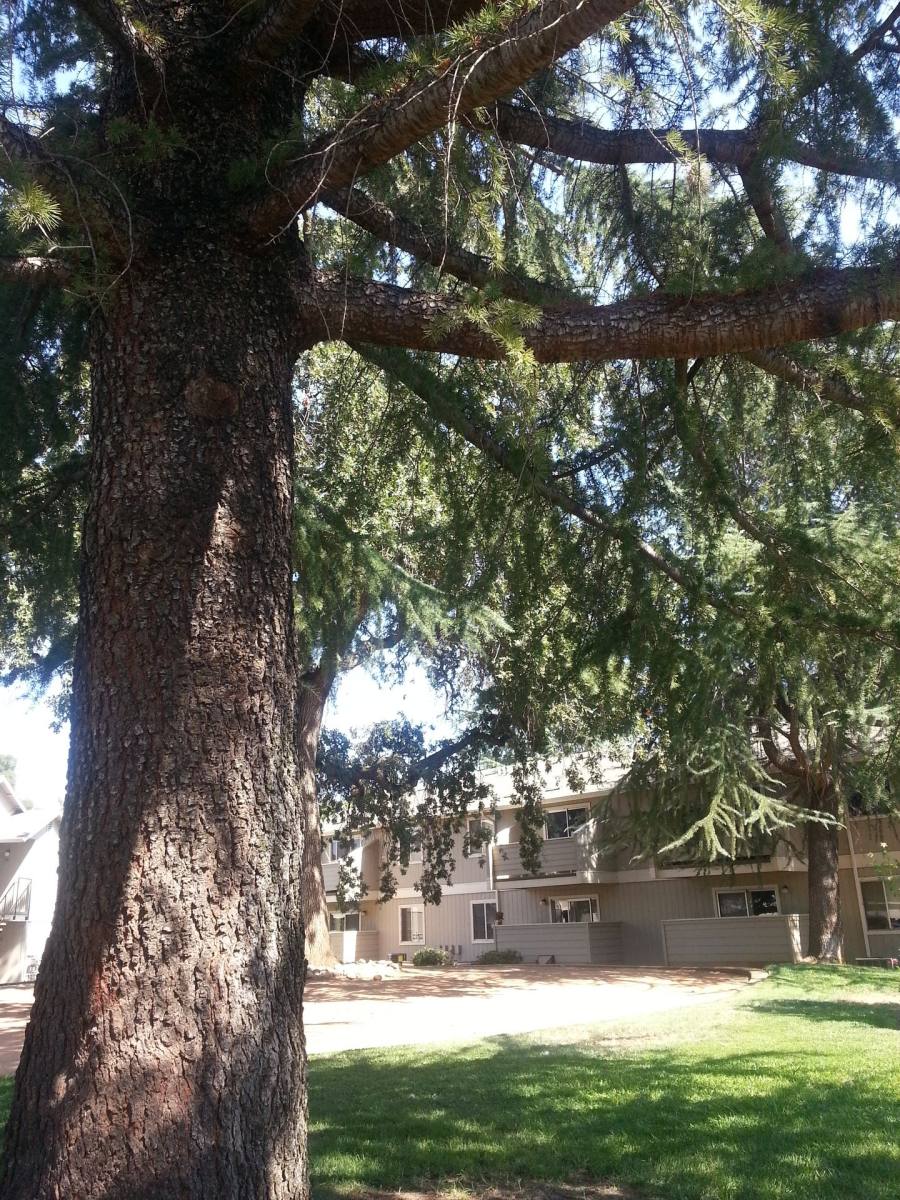Apartment for rent at 174 S O St, Lincoln, CA 95648