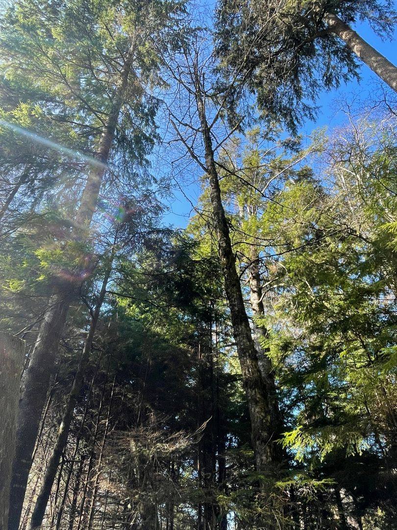 House for rent at 79173 Ray Brown Rd, Arch Cape, OR 97102