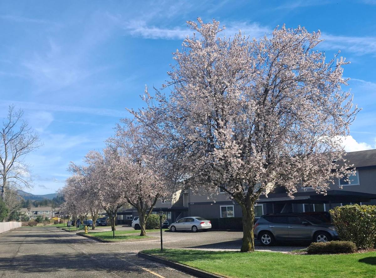 Apartment for rent at 615 Watson St N, Enumclaw, WA 98022