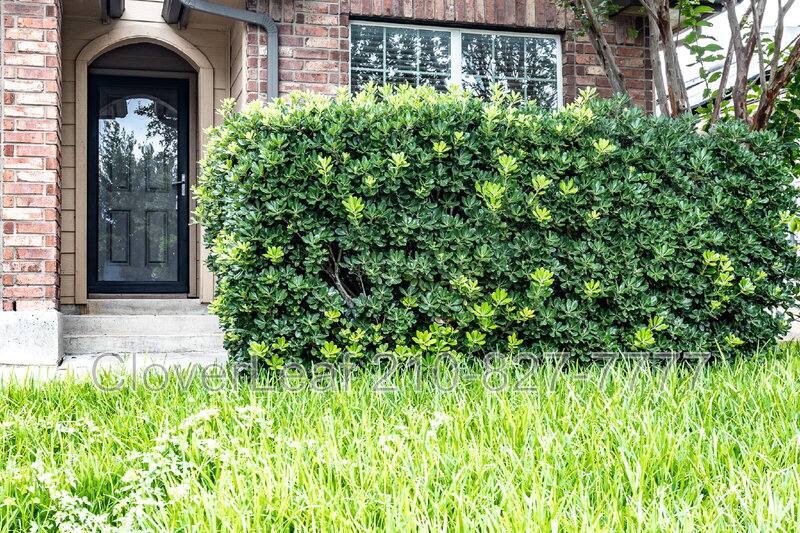 House for rent at 8126 Radiant Star, San Antonio, TX 78252