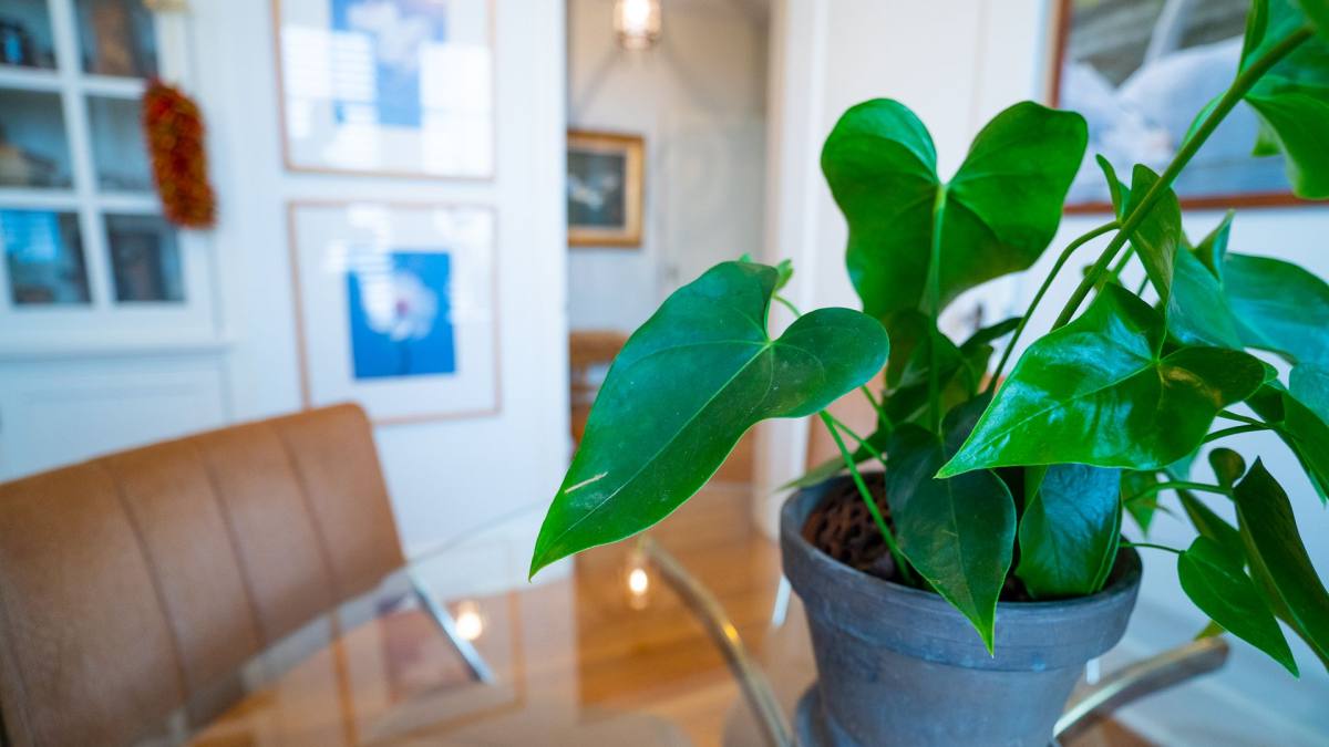 Apartment for rent at 3305 Speedway, Austin, TX 78705