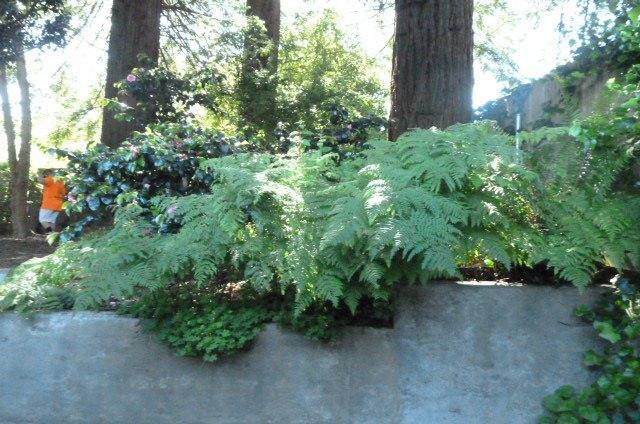 House for rent at 745 Shirley Blvd, Arcata, CA 95521