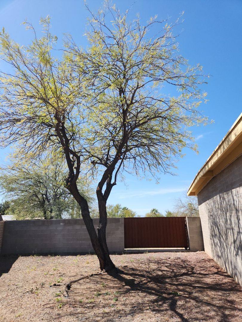 House for rent at 1942 S Sunburst Dr, Tucson, AZ 85748
