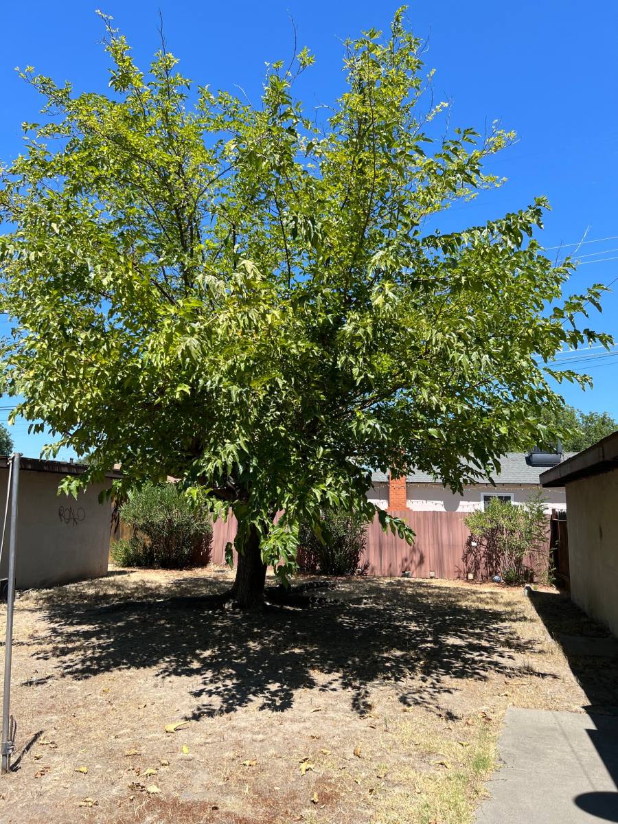 Apartment for rent at 1709 Carver Court #3, Modesto, CA 95350