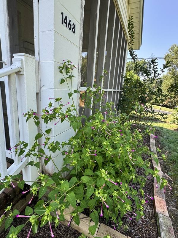 House for rent at 1468 Hilltop St, Albemarle, NC 28001