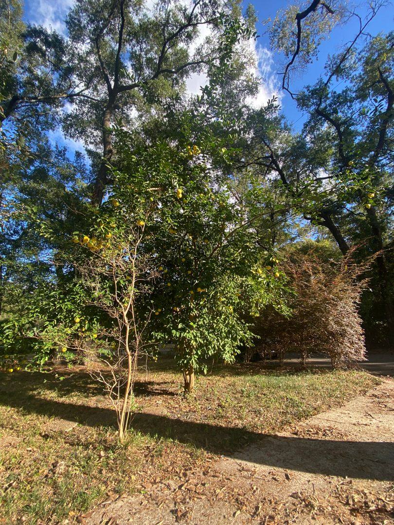 House for rent at 2516 McArthur St, Tallahassee, FL 32310