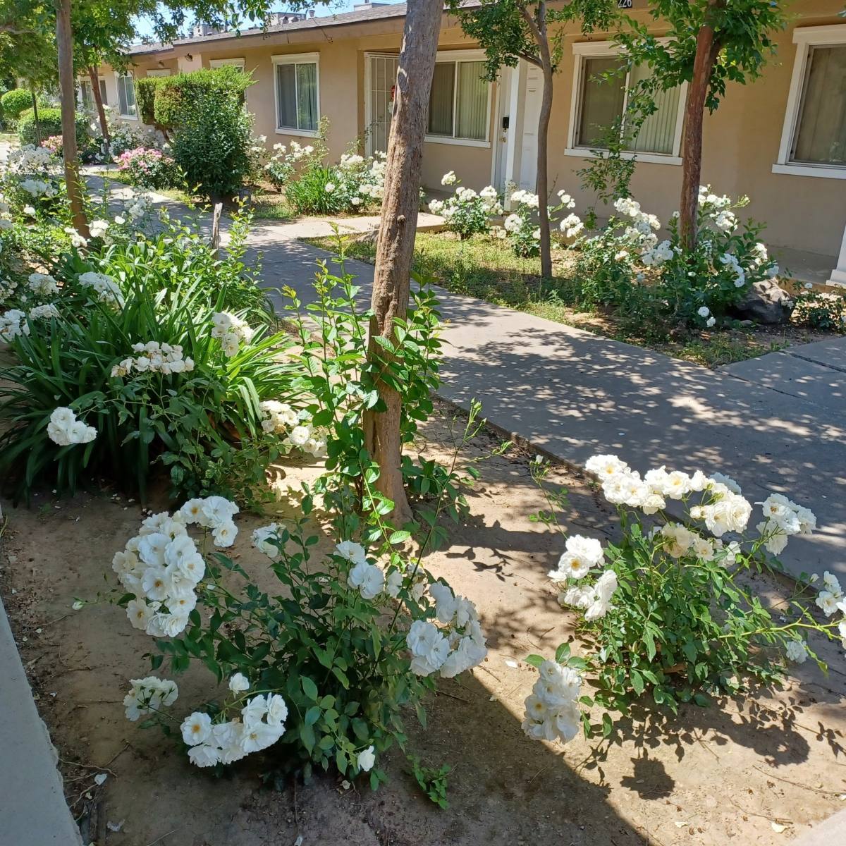 Apartment for rent at 224 W Dakota, Ave #B, Fresno, CA 93705
