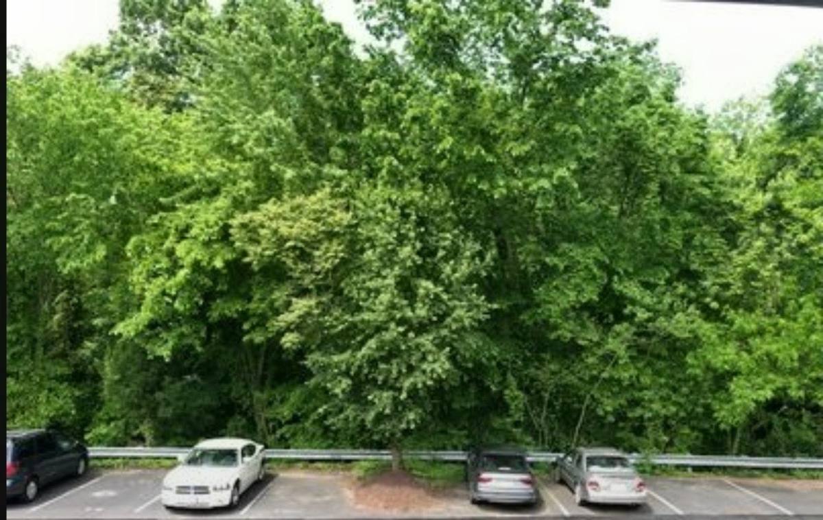 Condo for rent at 9215 Azure Court #201, Manassas, VA 20110
